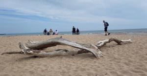 walkers on beach and drift wood